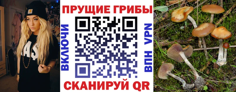 что такое наркотик  Усолье  Псилоцибиновые грибы Psilocybine cubensis 
